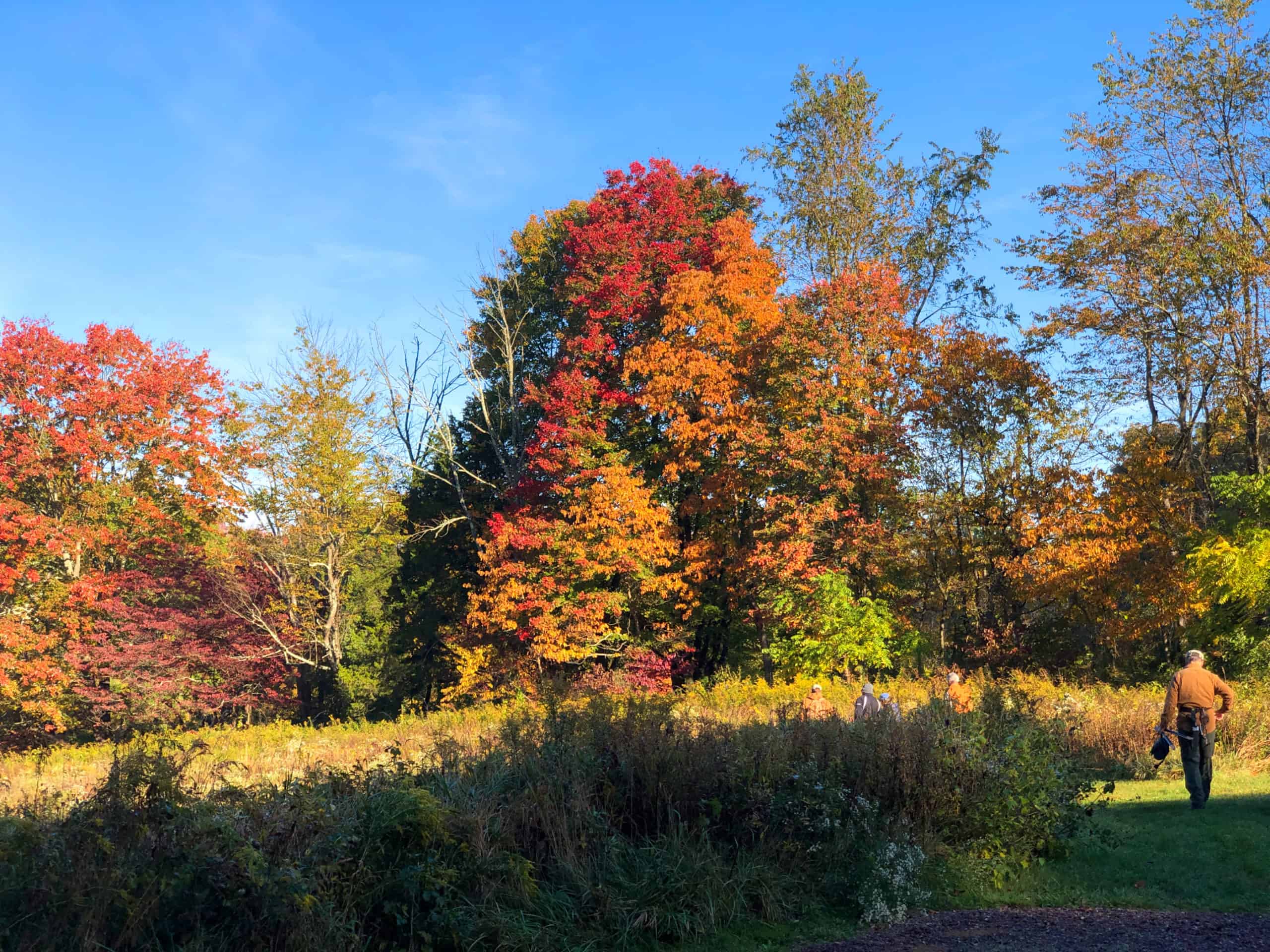 Trees turning fall color at Crow's Nest Preserve