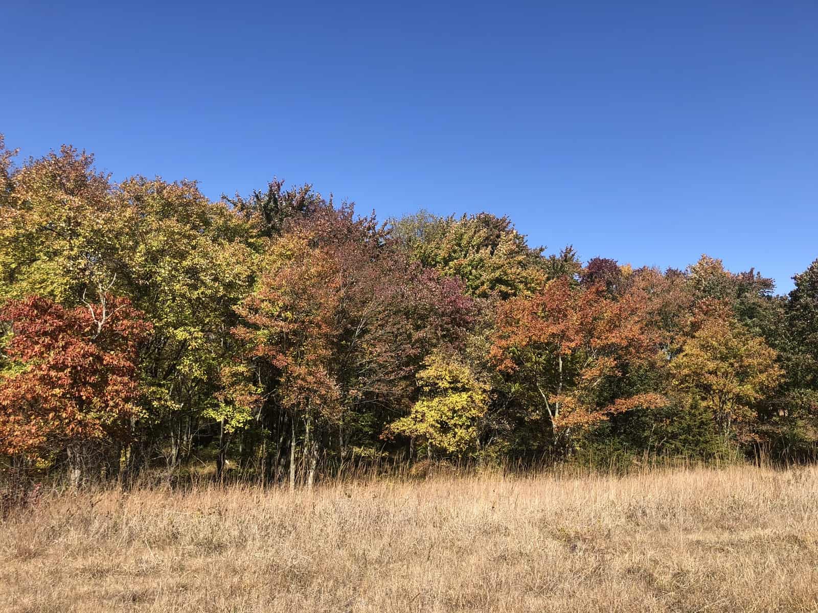 Fall foliage on the trees at Willisbrook; a brown grassland field and bright leaves in red, orange, yellow, magenta and green.