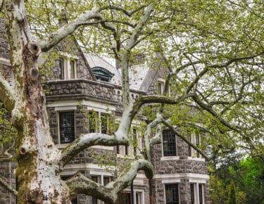 A stone house peeks behind the limbs of a large plane tree with bright green leaves.