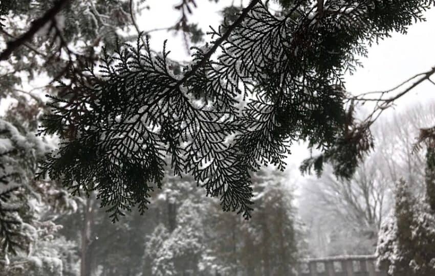 Branches of an evergreen tree covered in snow, looking out from beneath; a stone wall blurred in the distance.