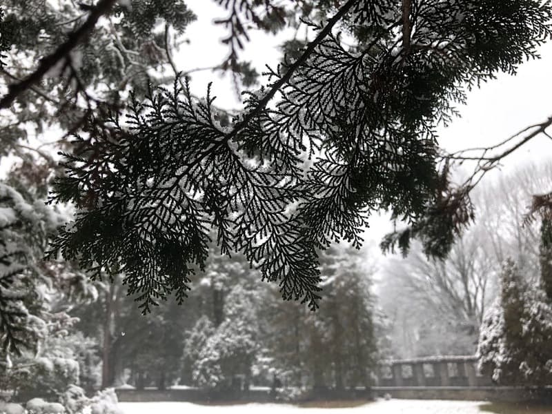 Branches of an evergreen tree covered in snow, looking out from beneath; a stone wall blurred in the distance.