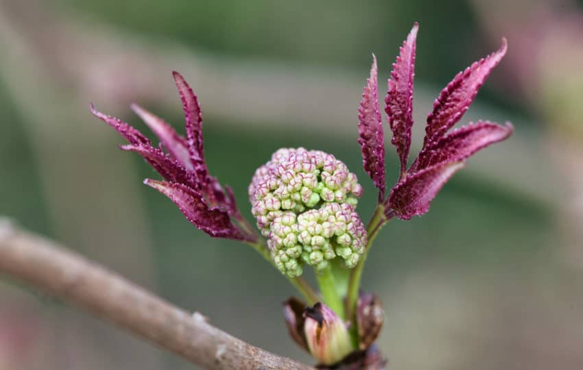 Lemony Lace red elderberry on a branch, bright purple leaves.