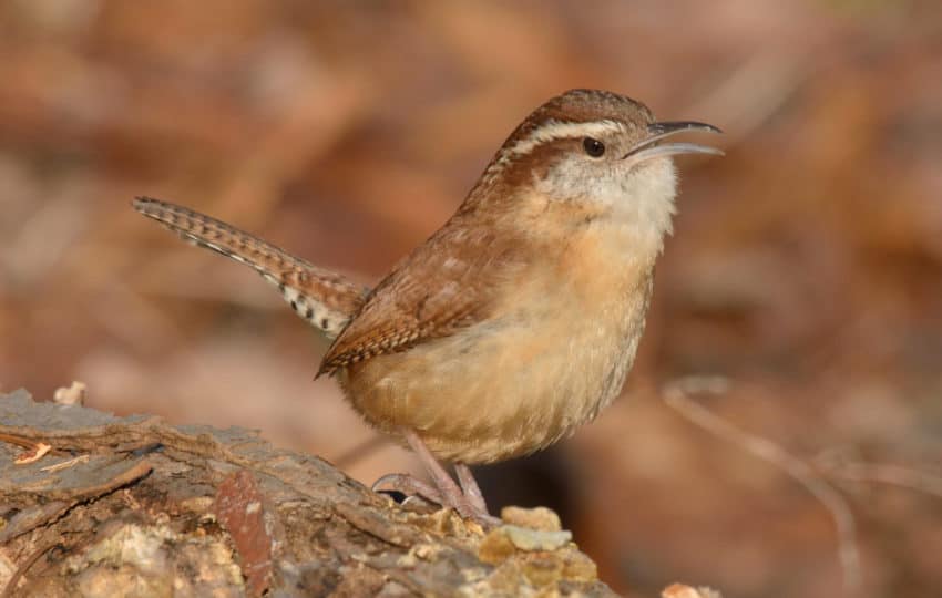 A carolina wren (small brown bird with speckled tail) rests on an old stump.