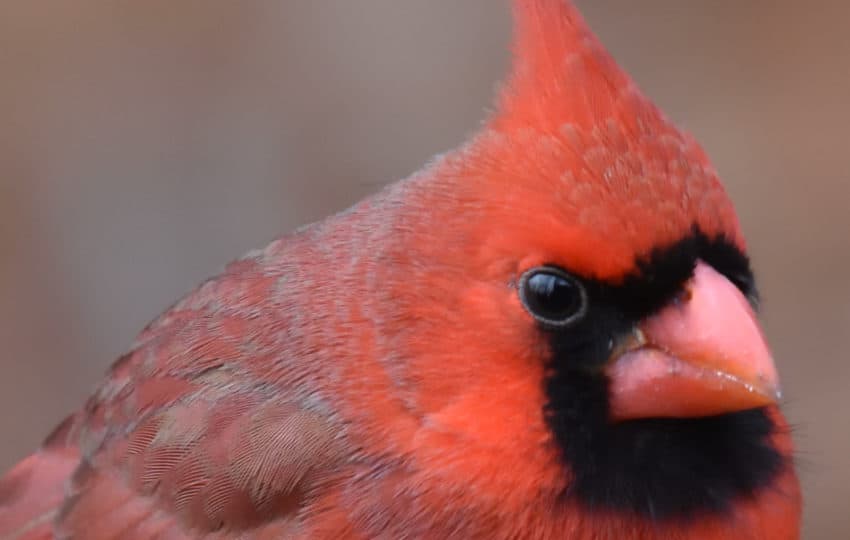 Close-up of a red cardinal in wintertime.