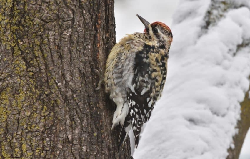 A yellow-bellied sapsucker (woodpecker) resting on the trunk of a tree in winter time, snow on the ground.