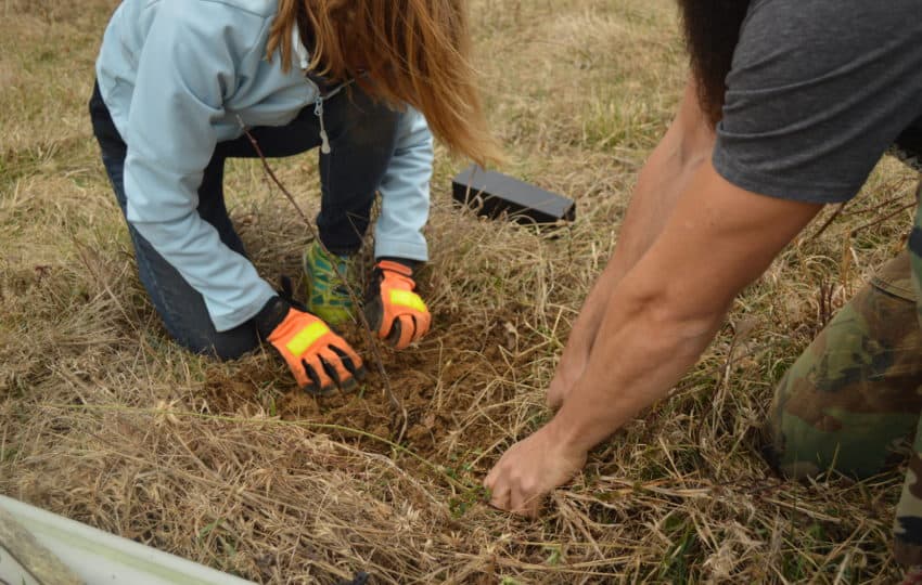 A woman in a light blue fleece jacket and bright orange globes kneels as she plants a tree, another volunteer's bare arms are assisting in planting.