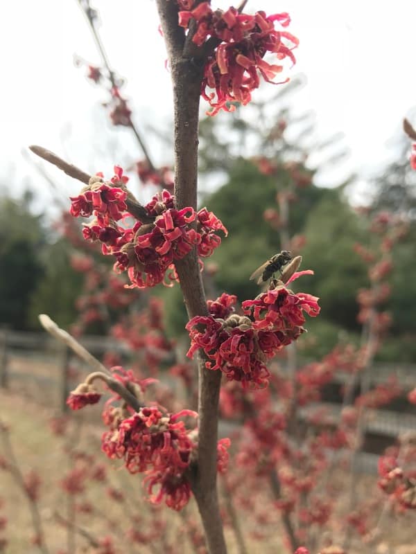 Close-up of Ozarch witchhazel, red blooms on a thin branch.