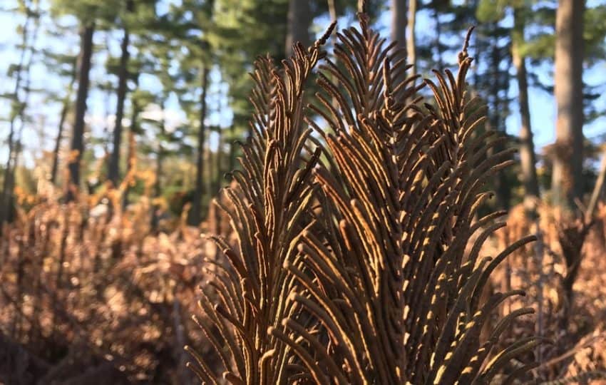 Brown dried ferns in focus against a backdrop of tall trees in late autumn.