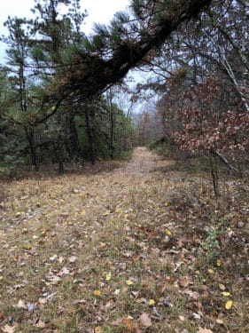 A wide trail through an autumn forest. 