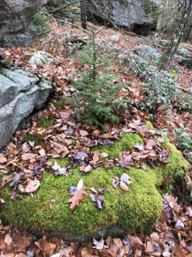 A small evergreen tree growing on a rocky outcropping in an autumn forest. 