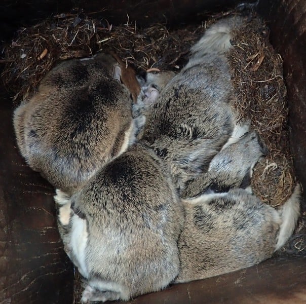 A group of flying squirrels huddle together inside a wooden nest box