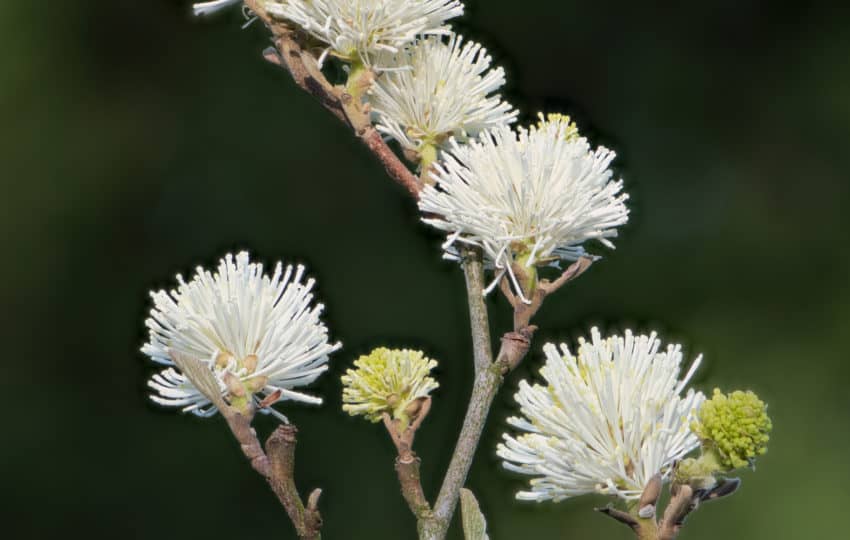 alt text: A light gray and green budding branch with white and yellow witch-alder blossoms.