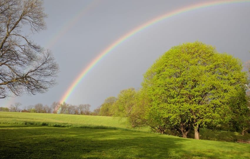 a landscape shot of a green field and a large green tree with a big rainbow stretching through the sky in the background and a second, fainter rainbow next to it.