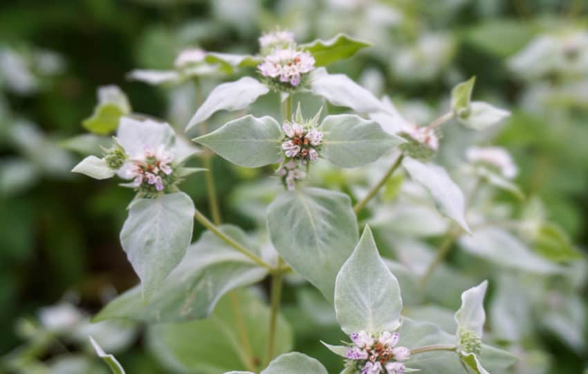 A cluster of mountain mint, light green leaves and pink flowers.