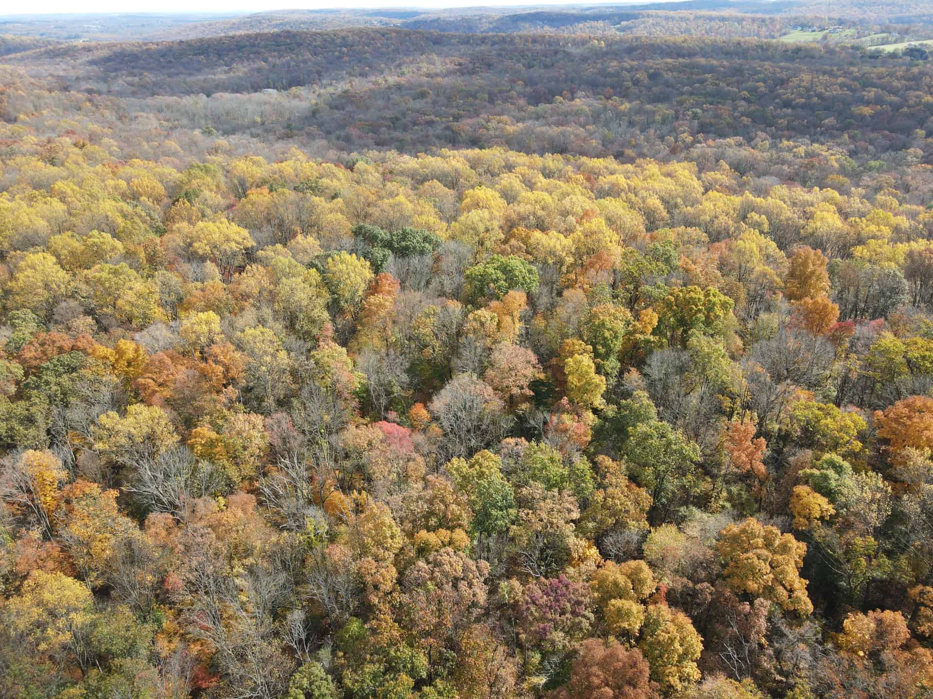 Aerial view of deciduous woods in fall at Crow's Nest Preserve