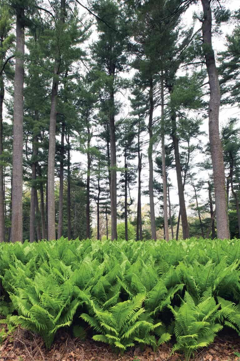 In the forground is a carpet of green ferns with towering pine trees behind.