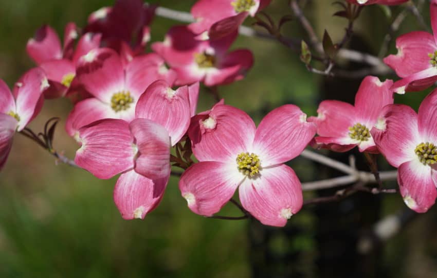 Pink and white blossoms hang on a branch of a dogwood tree in early spring.