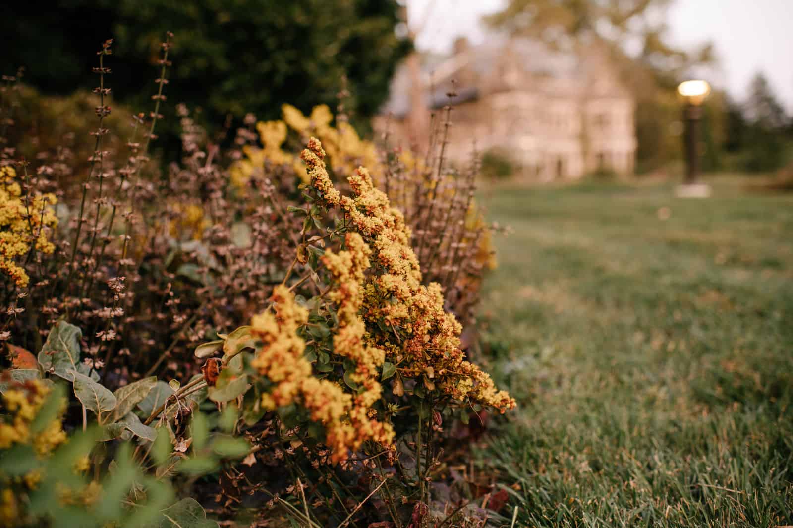 Yellow flowering shrubs in focus and foreground, the hint of a grand house faded in the background.