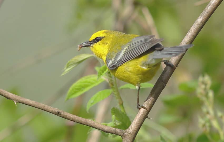 A bright yellow-breasted Bluewing Warbler perches with food in its beak.