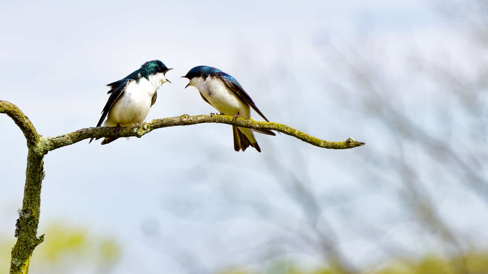 Alt text: two white and blue birds sit close together on a branch, facing each other with their mouths open as if arguing.