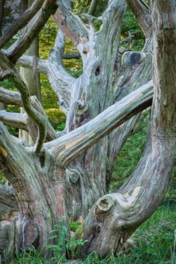 a dead English yew