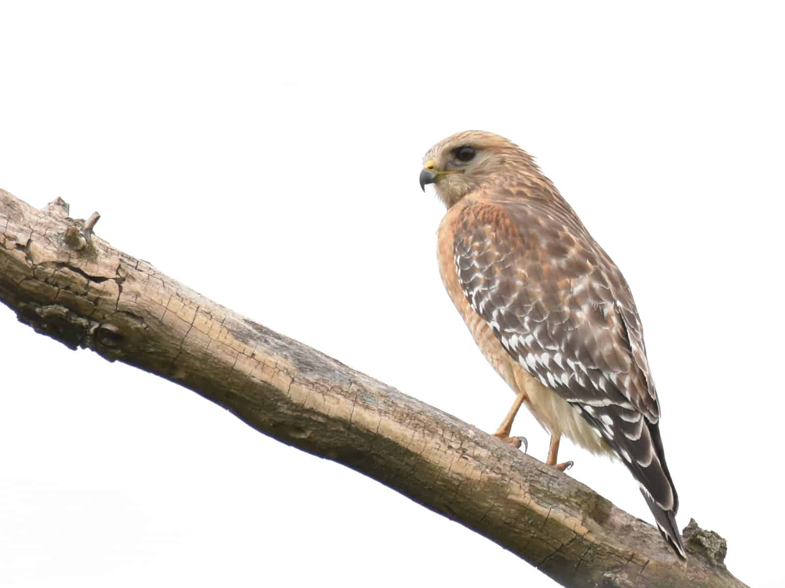 alt text: a red-shouldered hawk perched on a thick branch looking to the left.