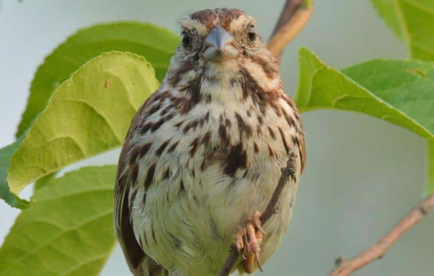 A song sparrow looks into the camera, perching on an early spring branch with green leaves.