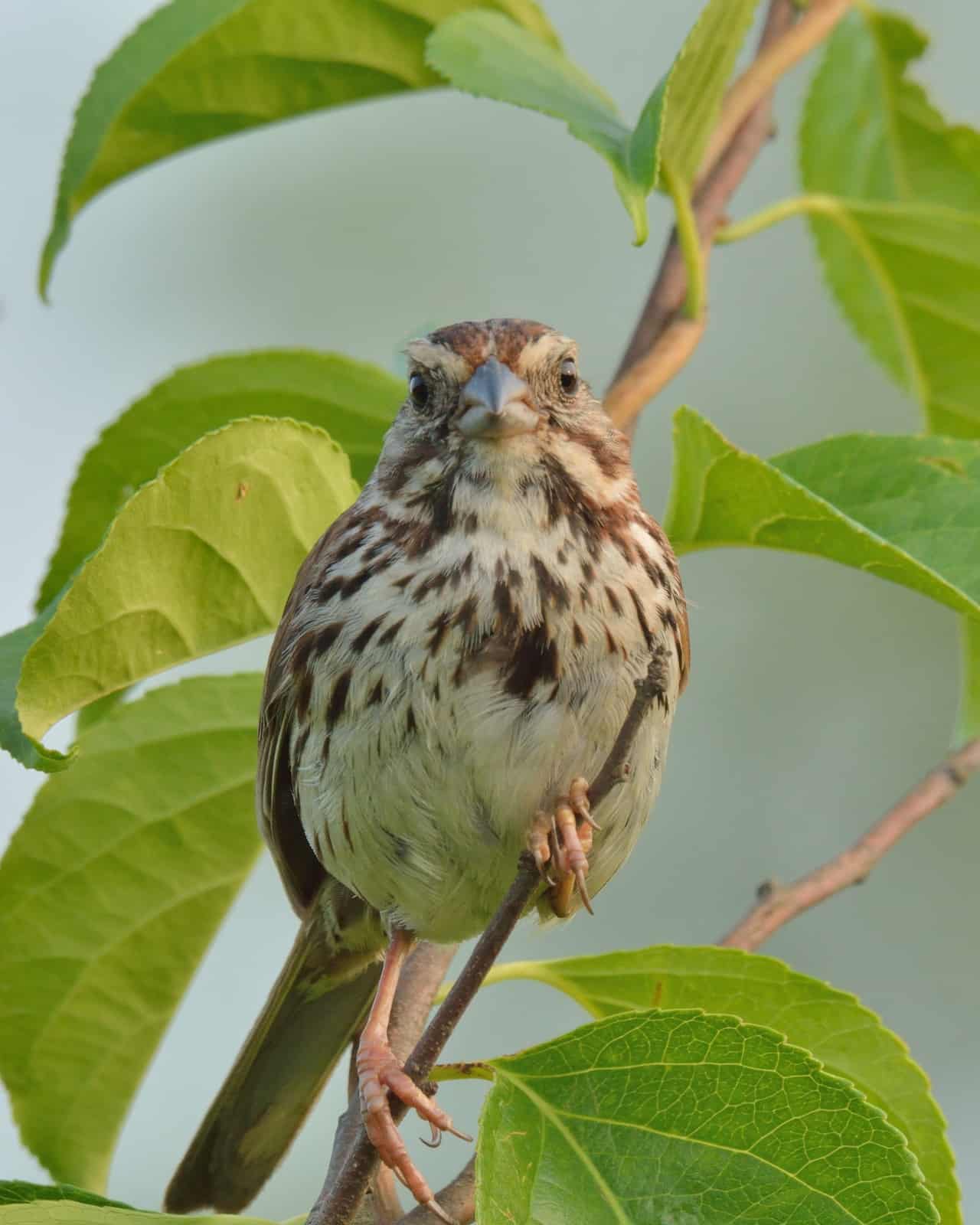 A song sparrow looks into the camera, perching on an early spring branch with green leaves.