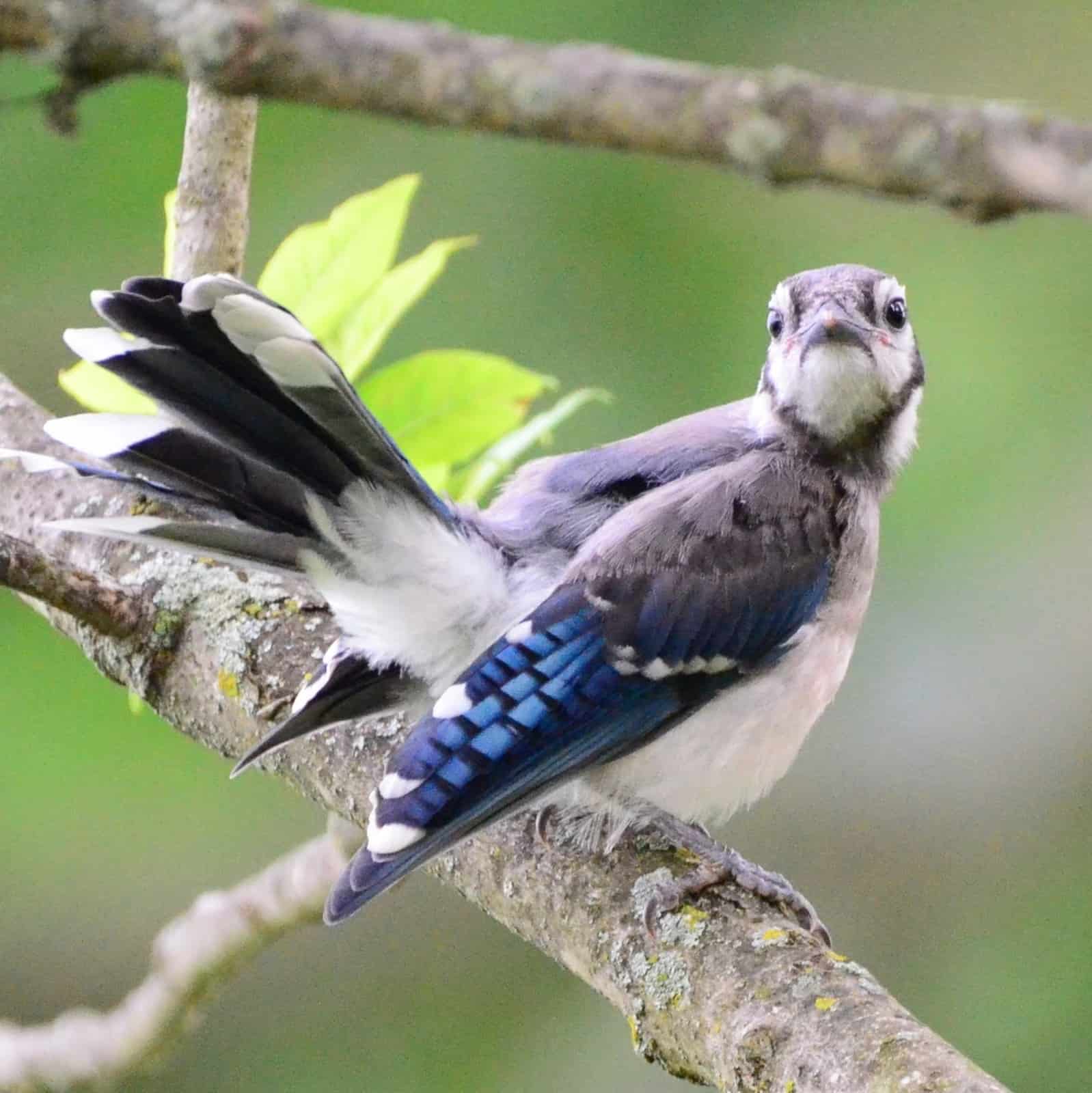 An eastern blue bird looks at the camera, perched on a branch.
