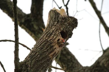 A woodpecker with a bright red head pokes out from a hole in a wide branch of a dead tree.