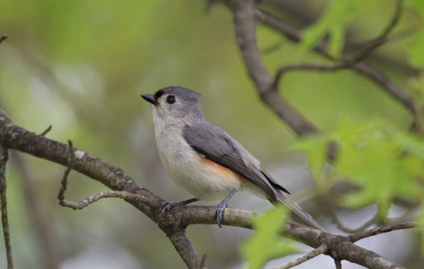 A tufted titmouse perches on a branch.