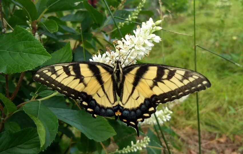 A yellow and black swallowtail butterfly perching on a white flowering bush.