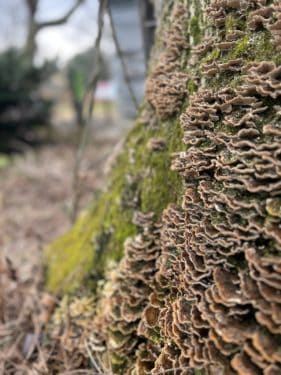 An up-close view of fungi growing on a tree.