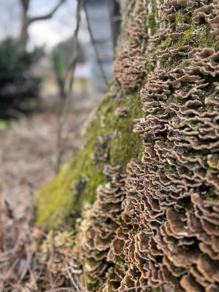 A up-close view of fungi growing on a tree.
