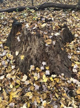 A decomposing stump surrounded by leaves on the forest floor; a log in the background.