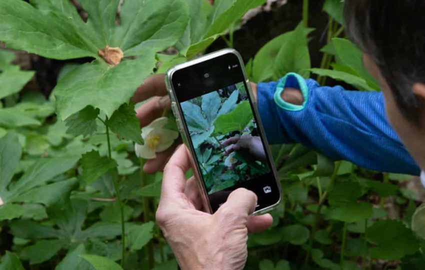 A person takes a photo of a natural flower to log for City Nature Challenge.