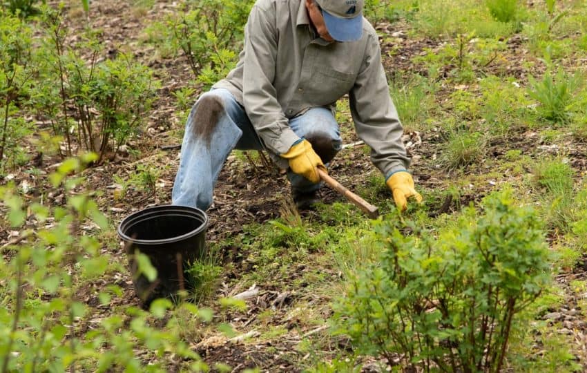 a volunteer kneeling in the dirt gardening.