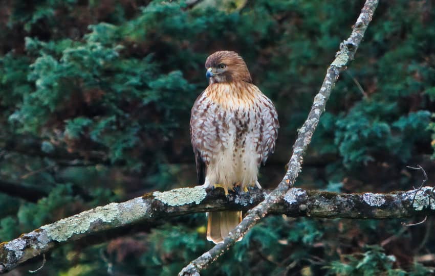 A young red-shouldered hawk perched on a branch in a natural setting.