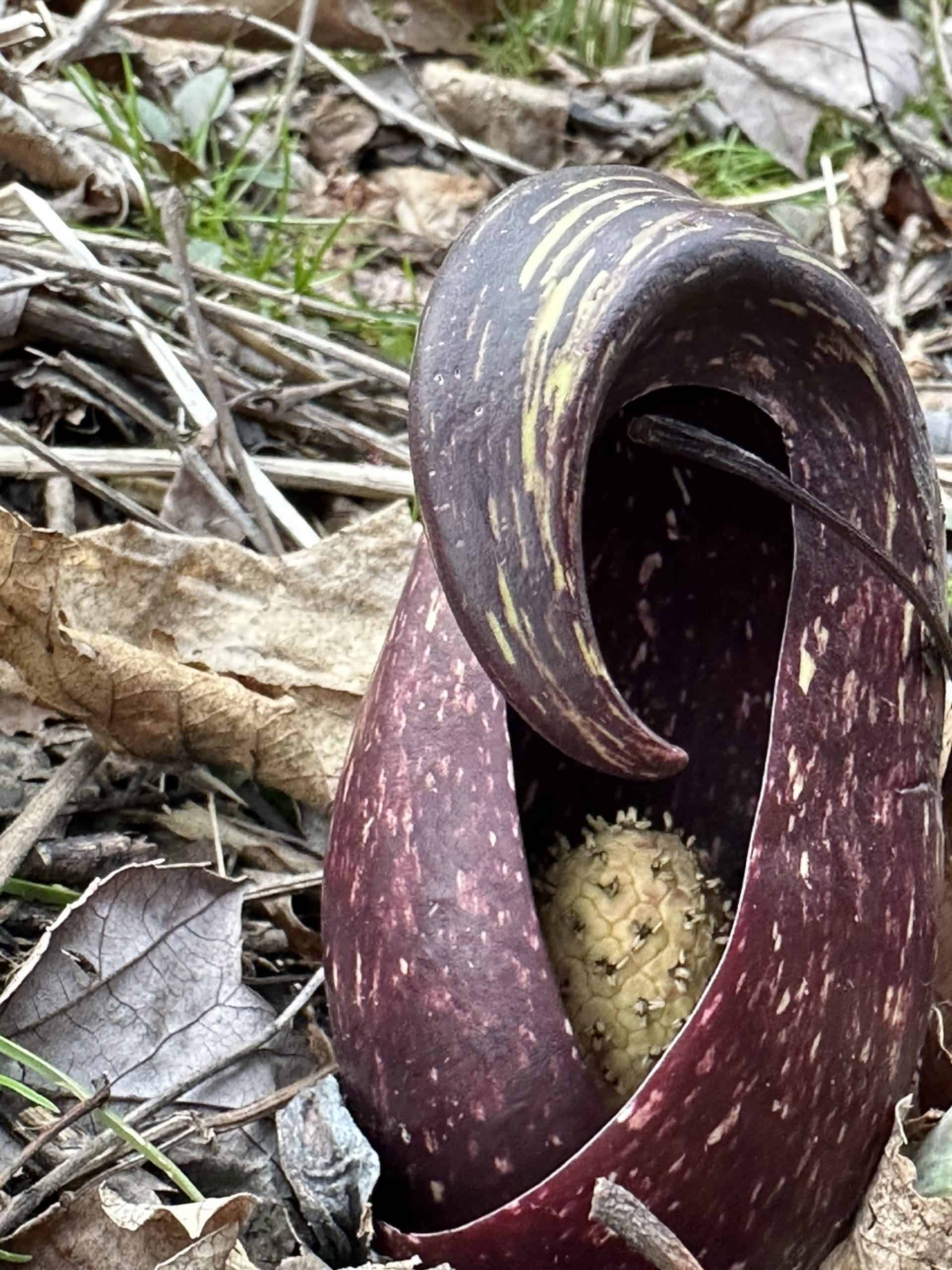 Hooded flower of skunk cabbage in early spring