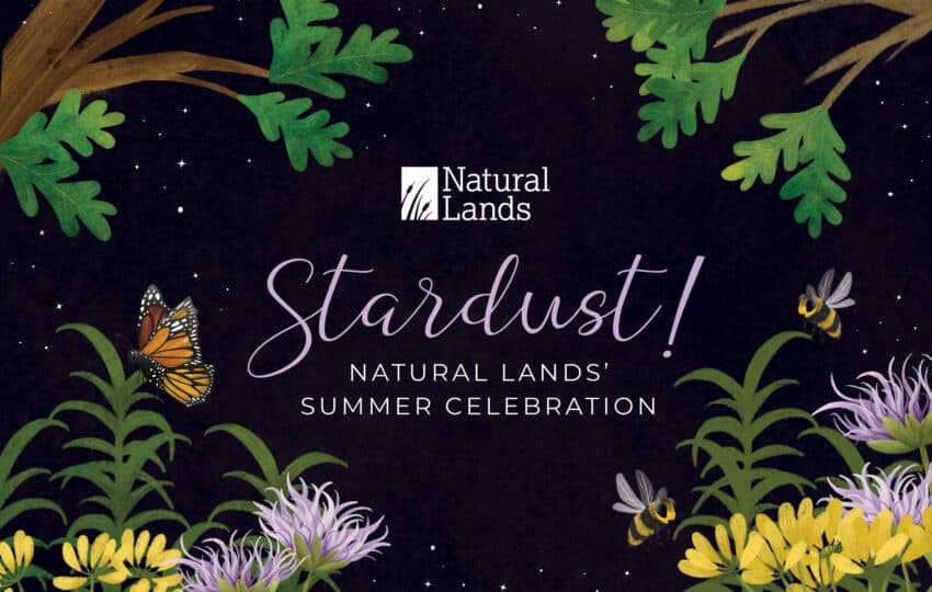 Stardust! graphic with an illustrations of plants and insects.