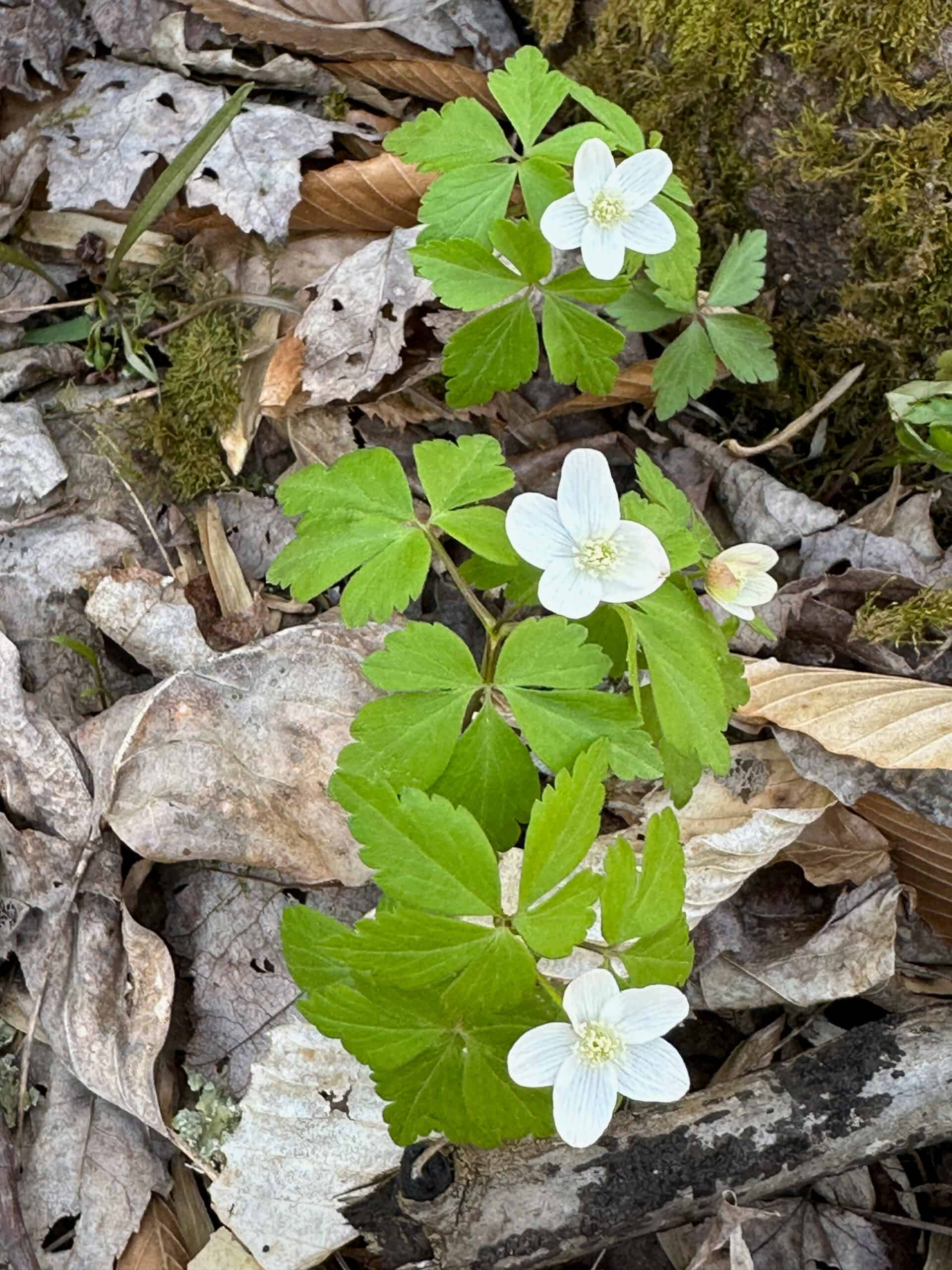 Small white 5-petaled flowers of wood anemone
