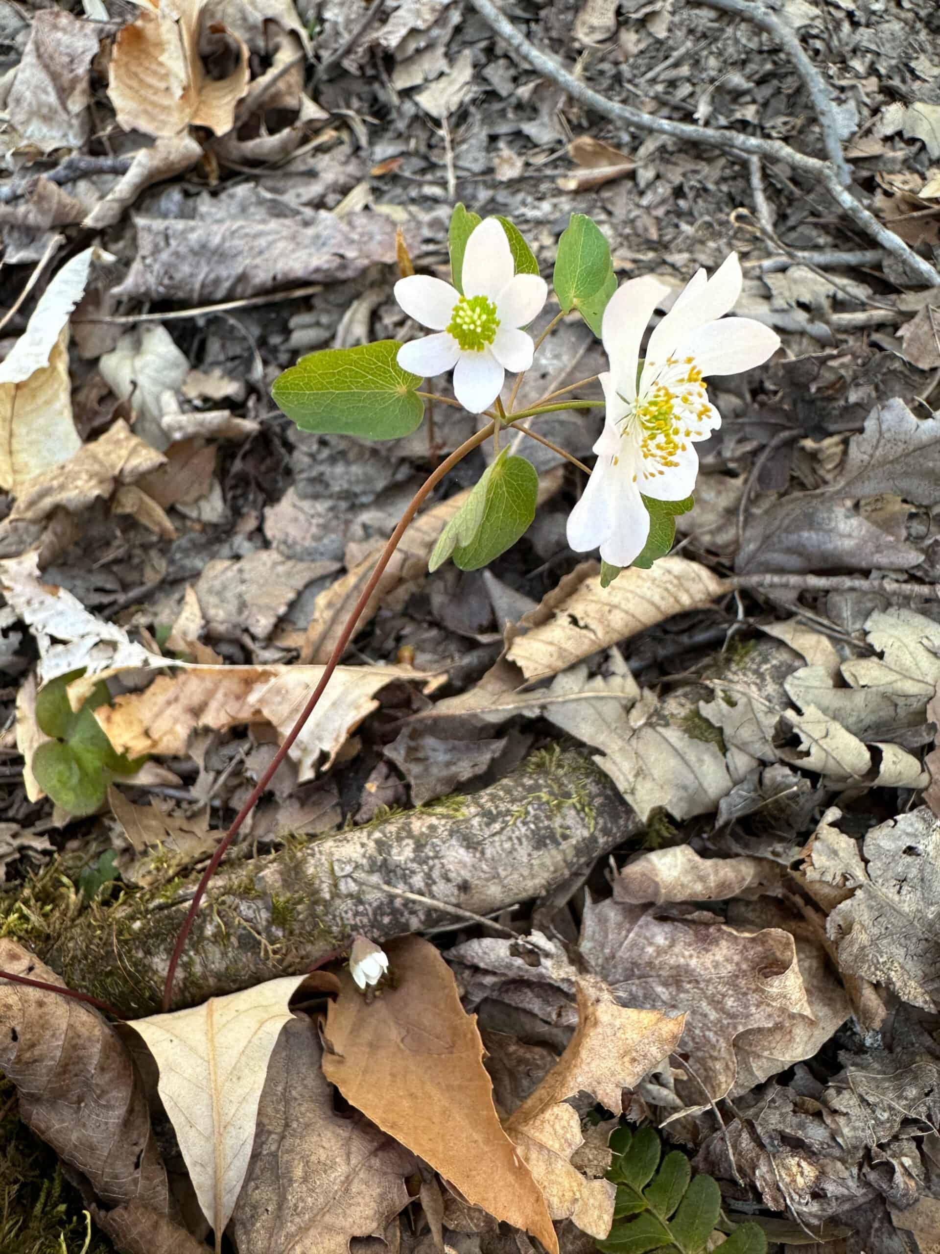 Small white six-petaled flowers of rue-anemone