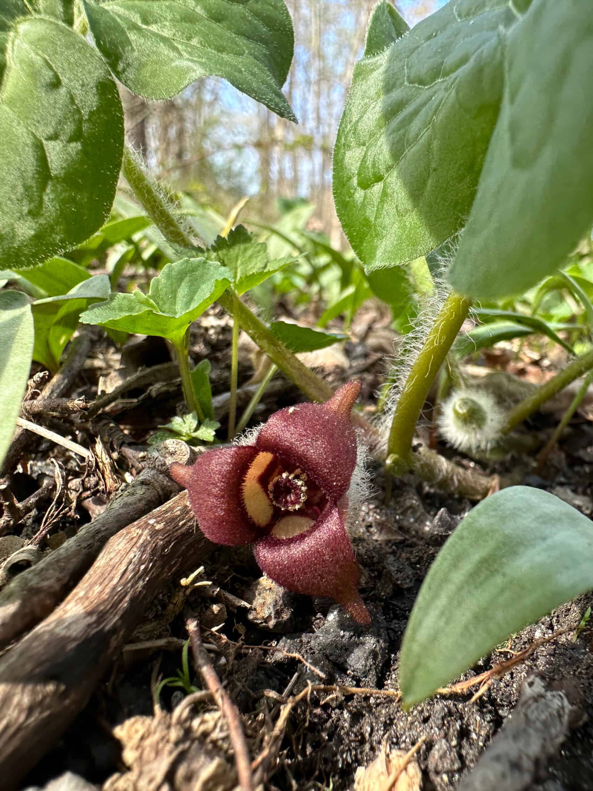 Maroon 3-petaled flower of wild ginger growing along the ground under the leaves