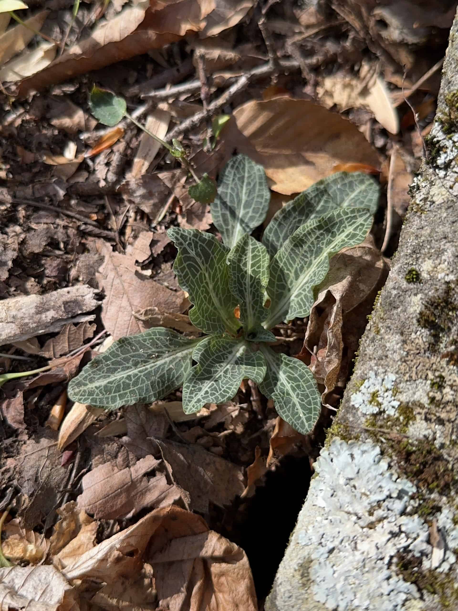 Dark green leaves with pronounced light green veins of downy rattlesnake plantain