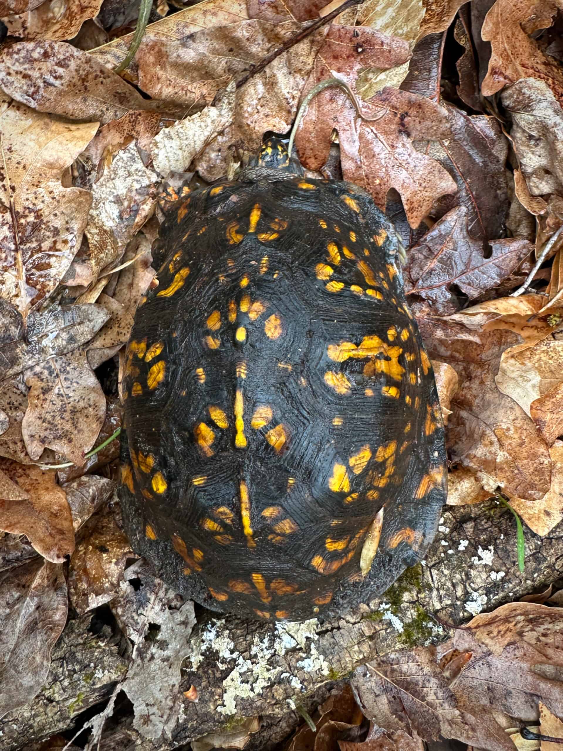 Box turtle from above