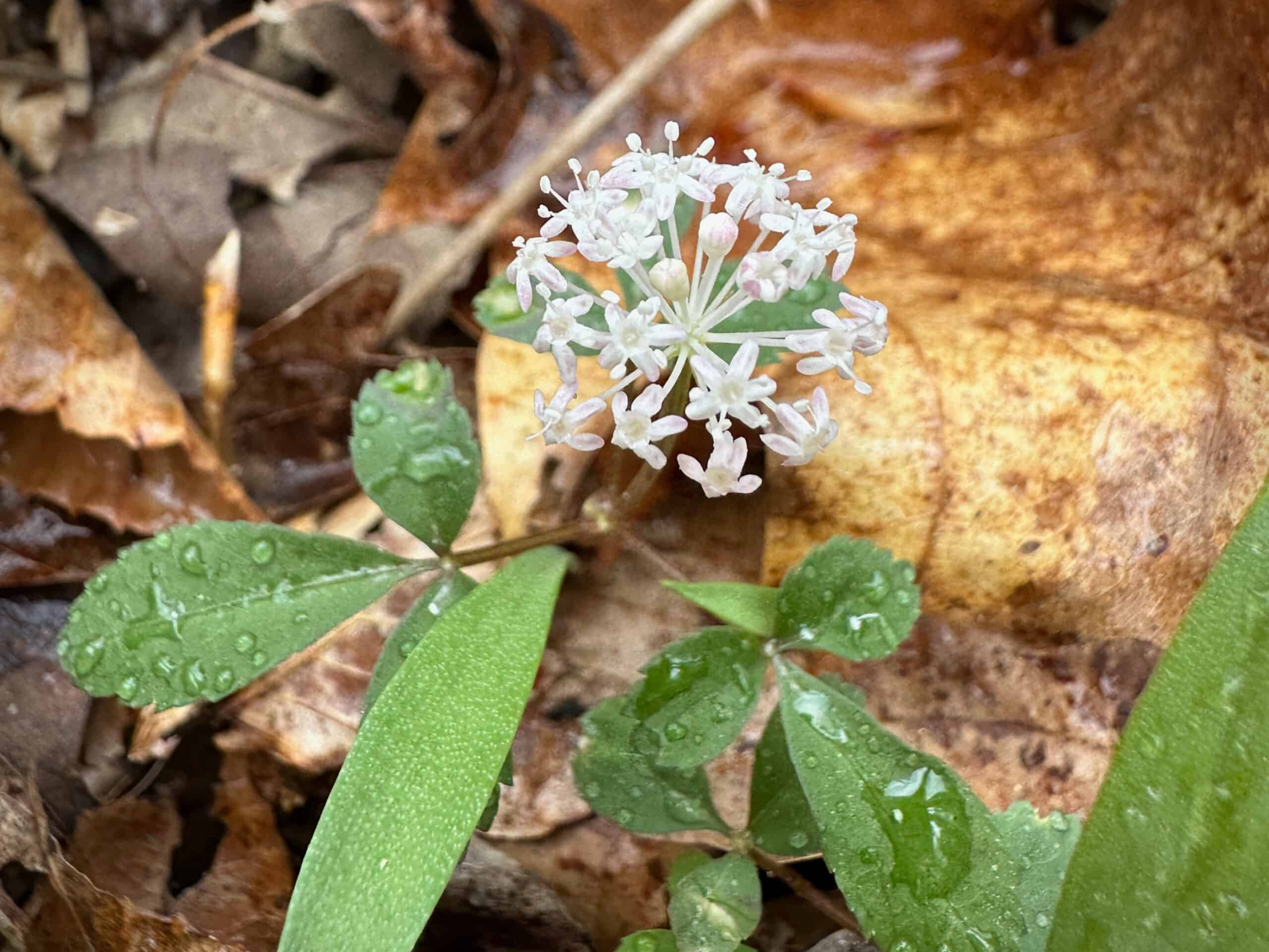Dwarf ginseng flowers, rounded cluster of tiny white flowers