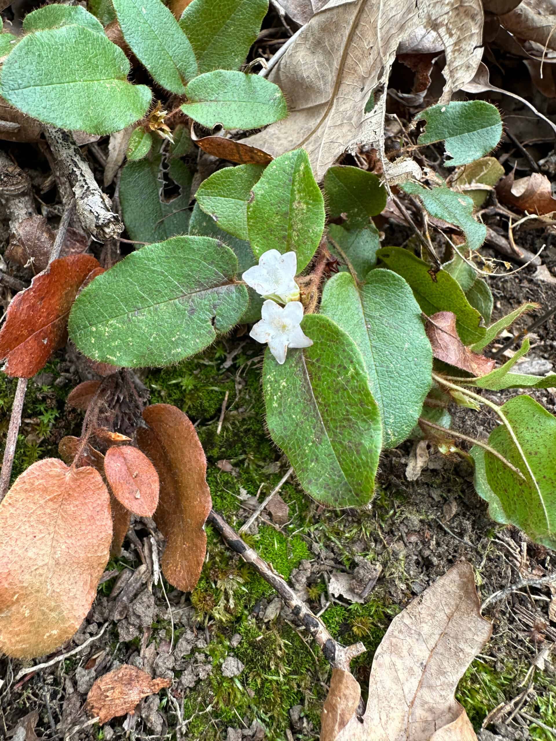 Small white flowers of trailing arbutus