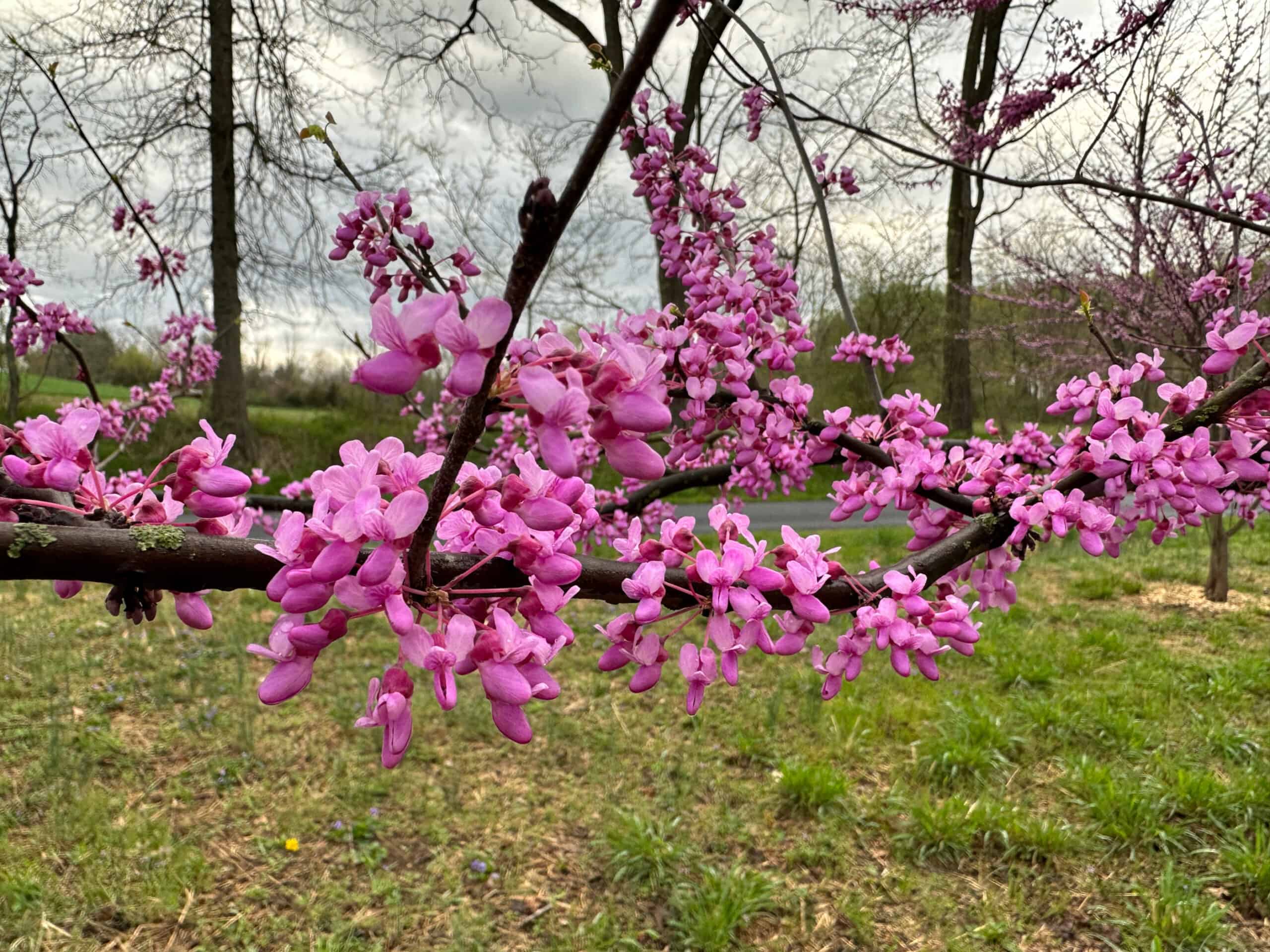 A hot pink branch of redbud flowers against a cloudy sky