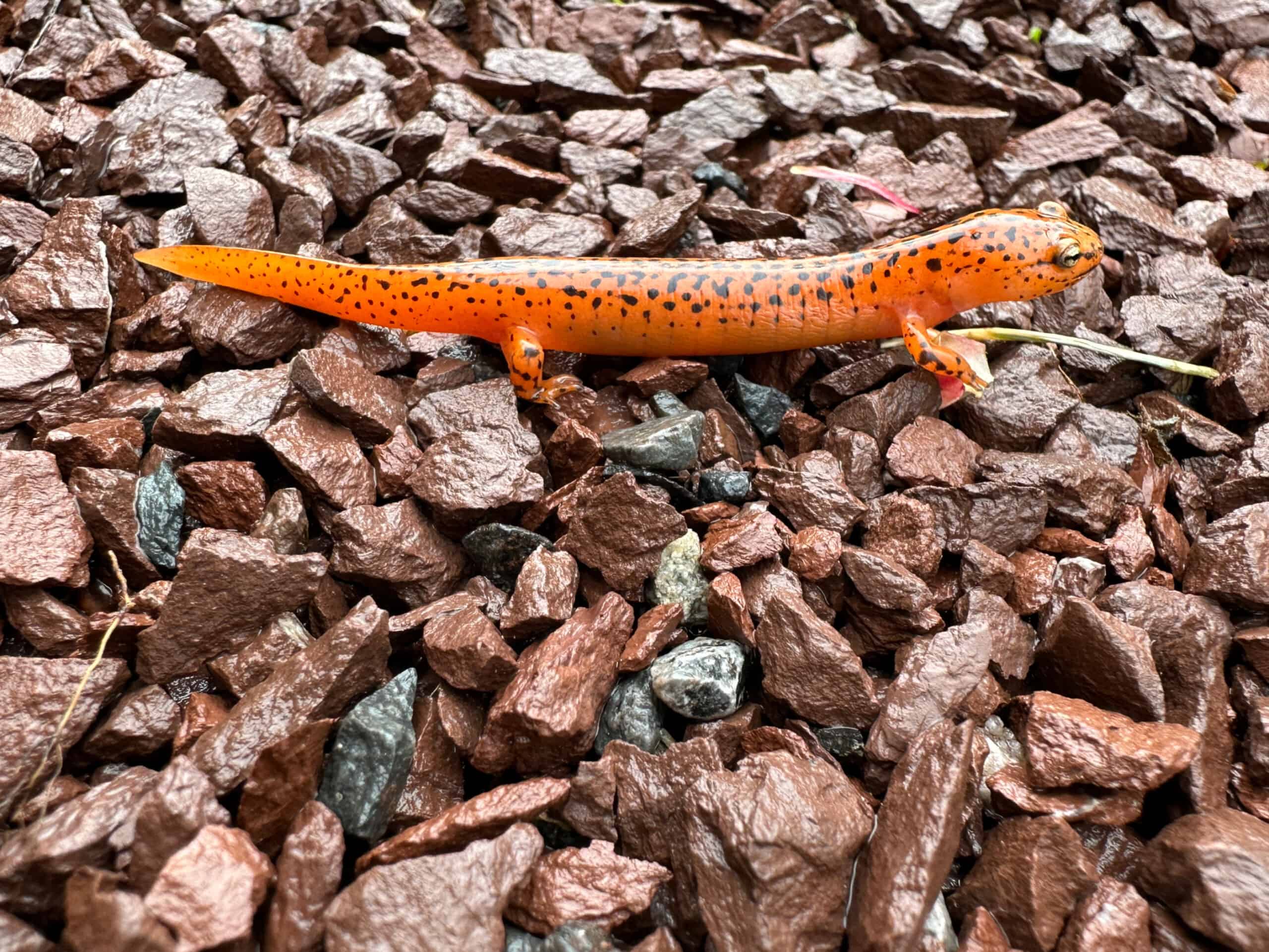 Red (actually orange) salamander with black spots on gravel