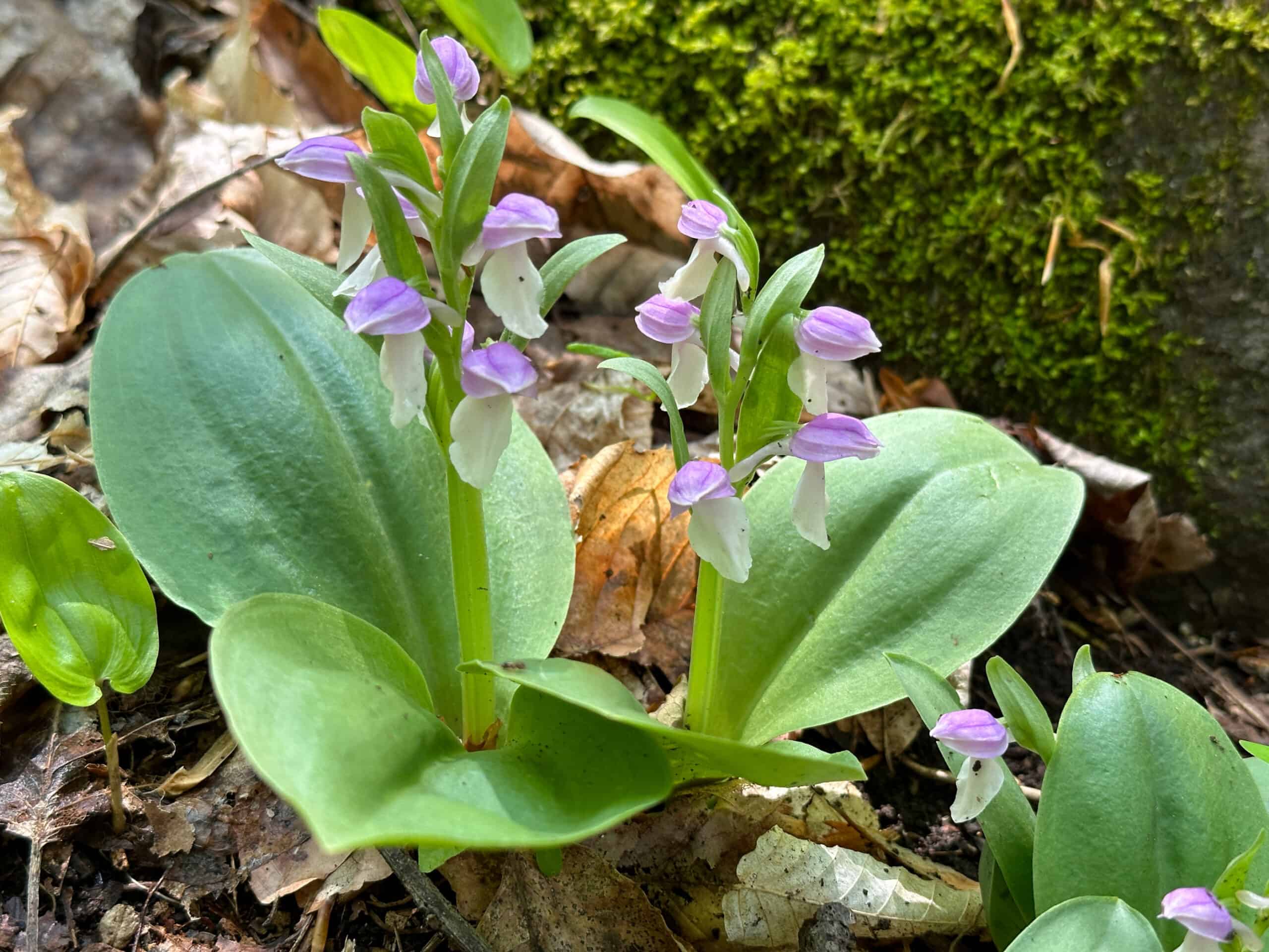 Showy orchis in flower; purple and white lipped flowers